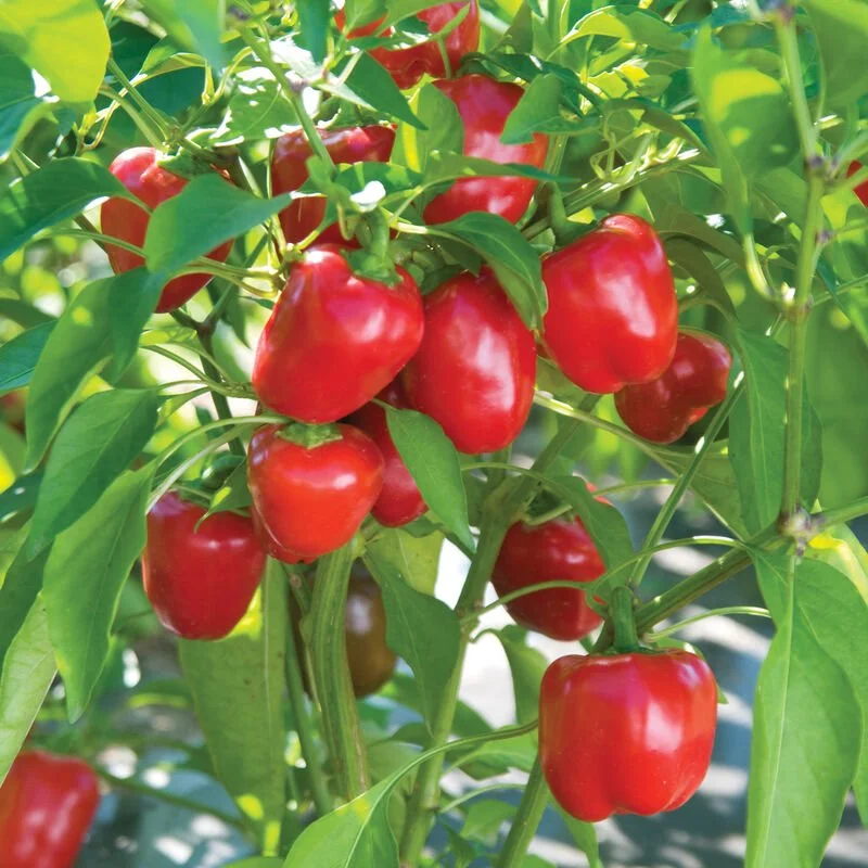 Cupid Pepper Plant **Pre-Order Only**