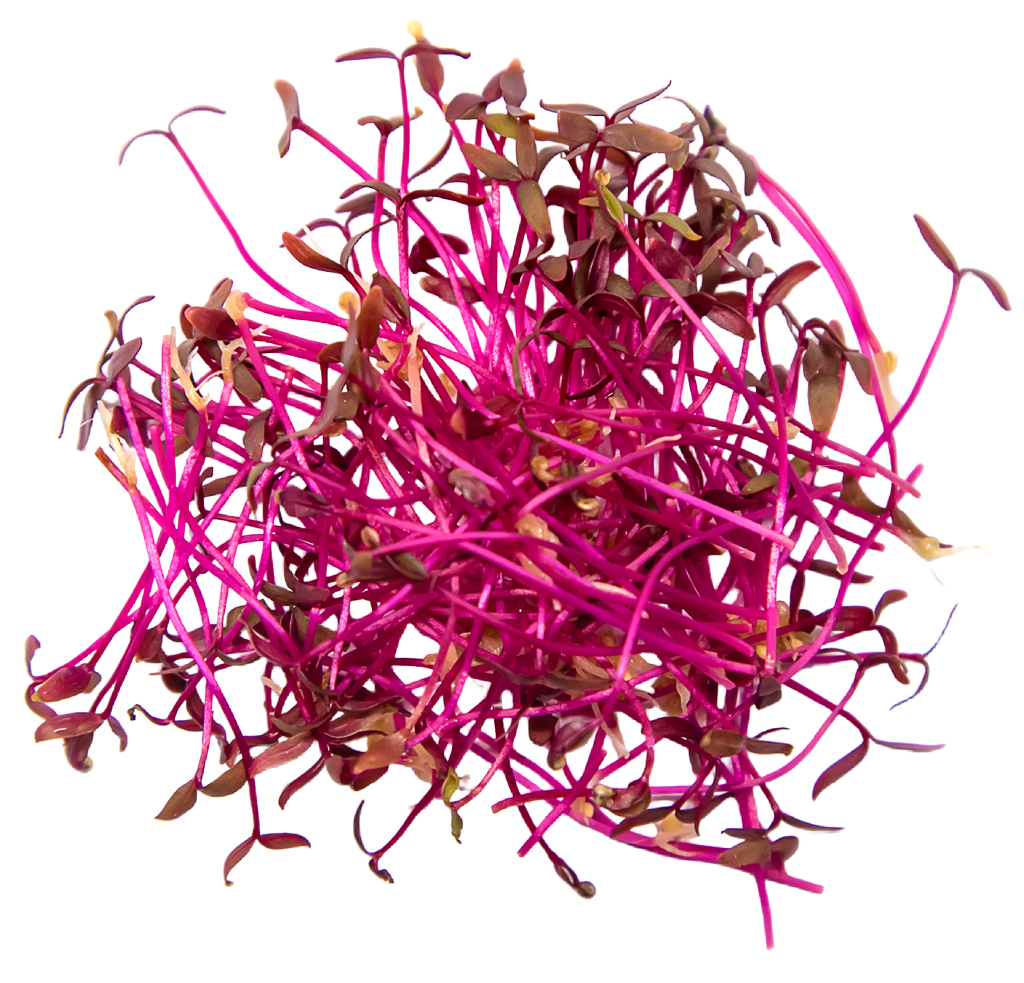 Amaranth Micros (1/2oz)