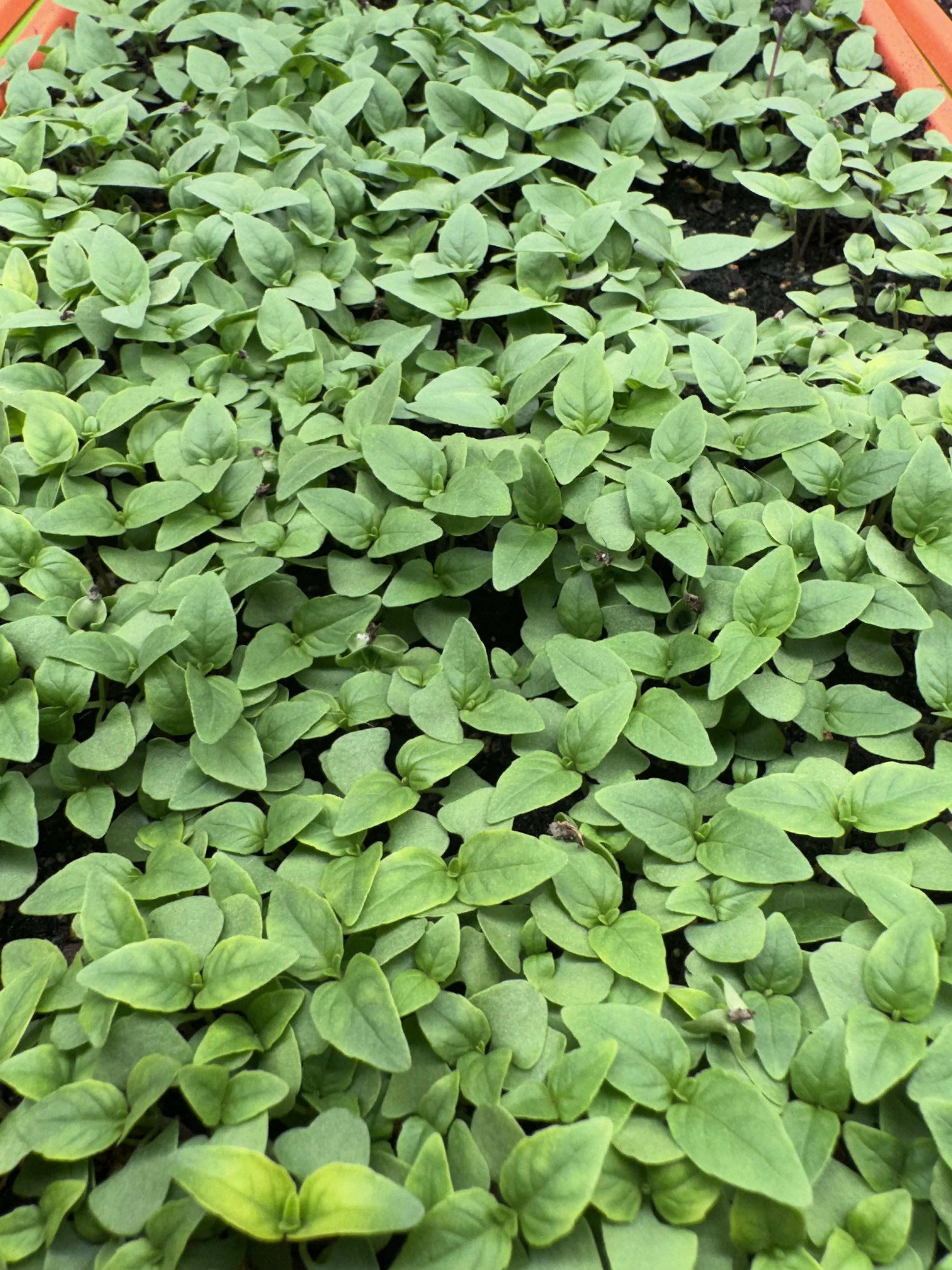 Basil, Thai Micros (10x10 tray - cut) **Grown to Order**