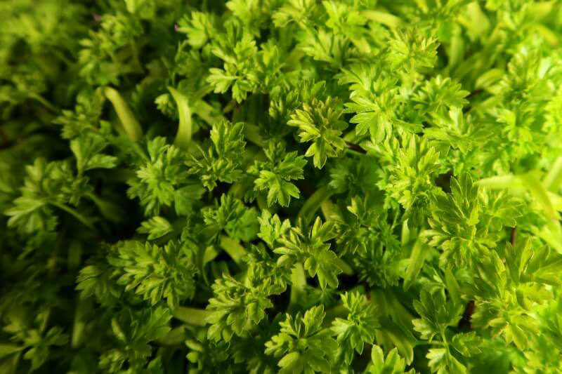 chervil-microgreen-close-up.png