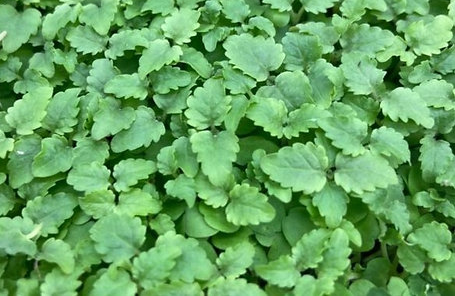 Lemon Balm Microgreens (10x10 tray - cut) **Grown to Order**