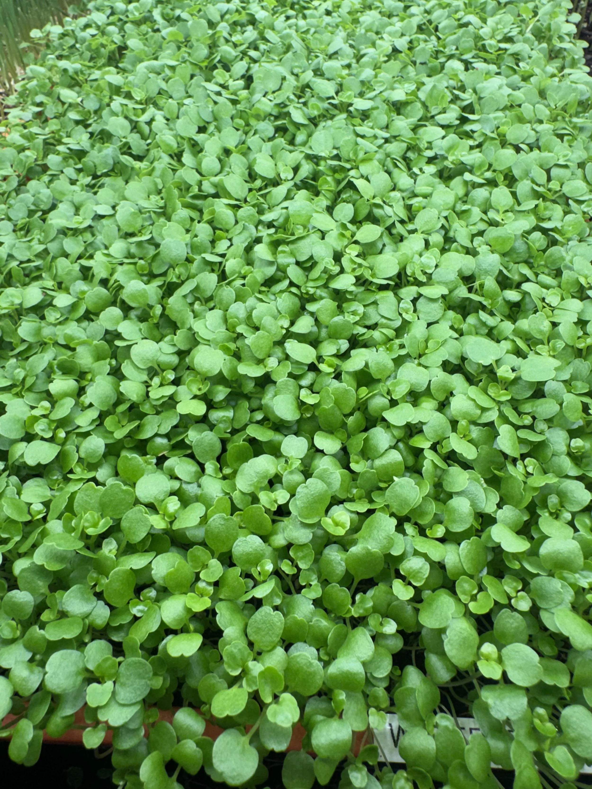 Watercress Micros (1/2oz)