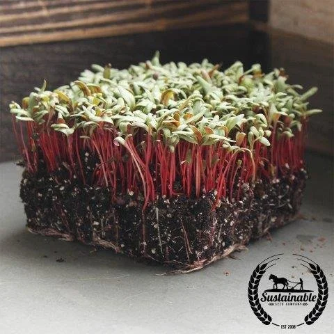swiss-chard-ruby-red-microgreens-sus-com-wm.jpg