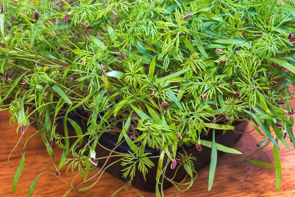 Dill-microgreens-ready-to-harvest-day-13.jpg