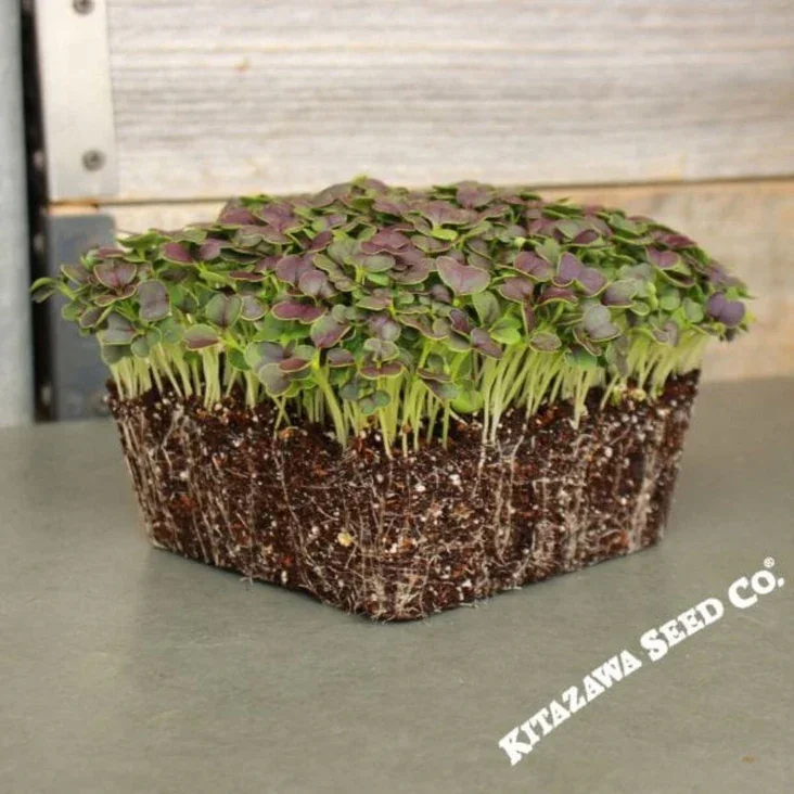 Mustard-Seeds-Red-Tatsoi-Microgreens.webp