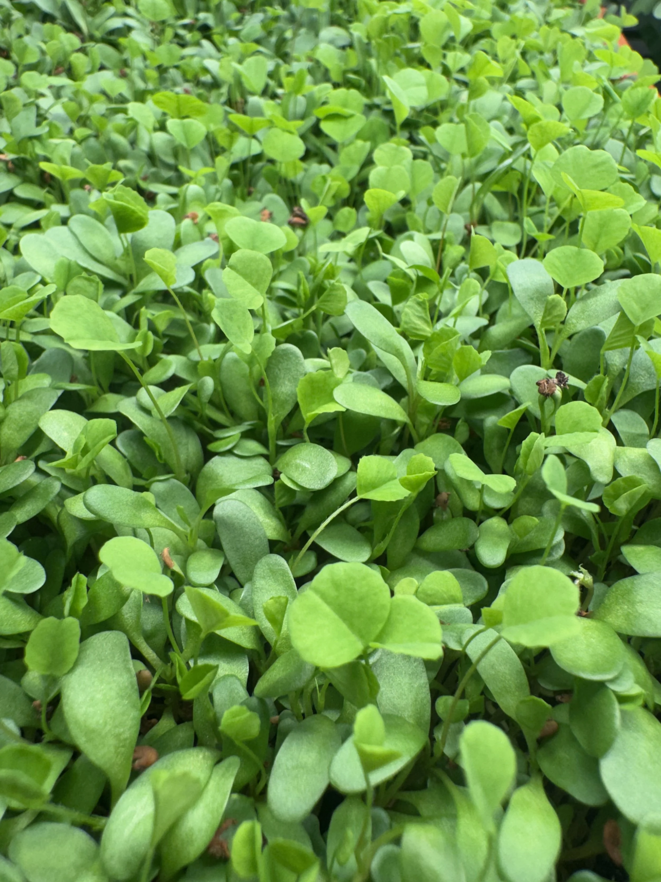 Alfalfa Micros (10x10 tray - cut) **Grown to Order**