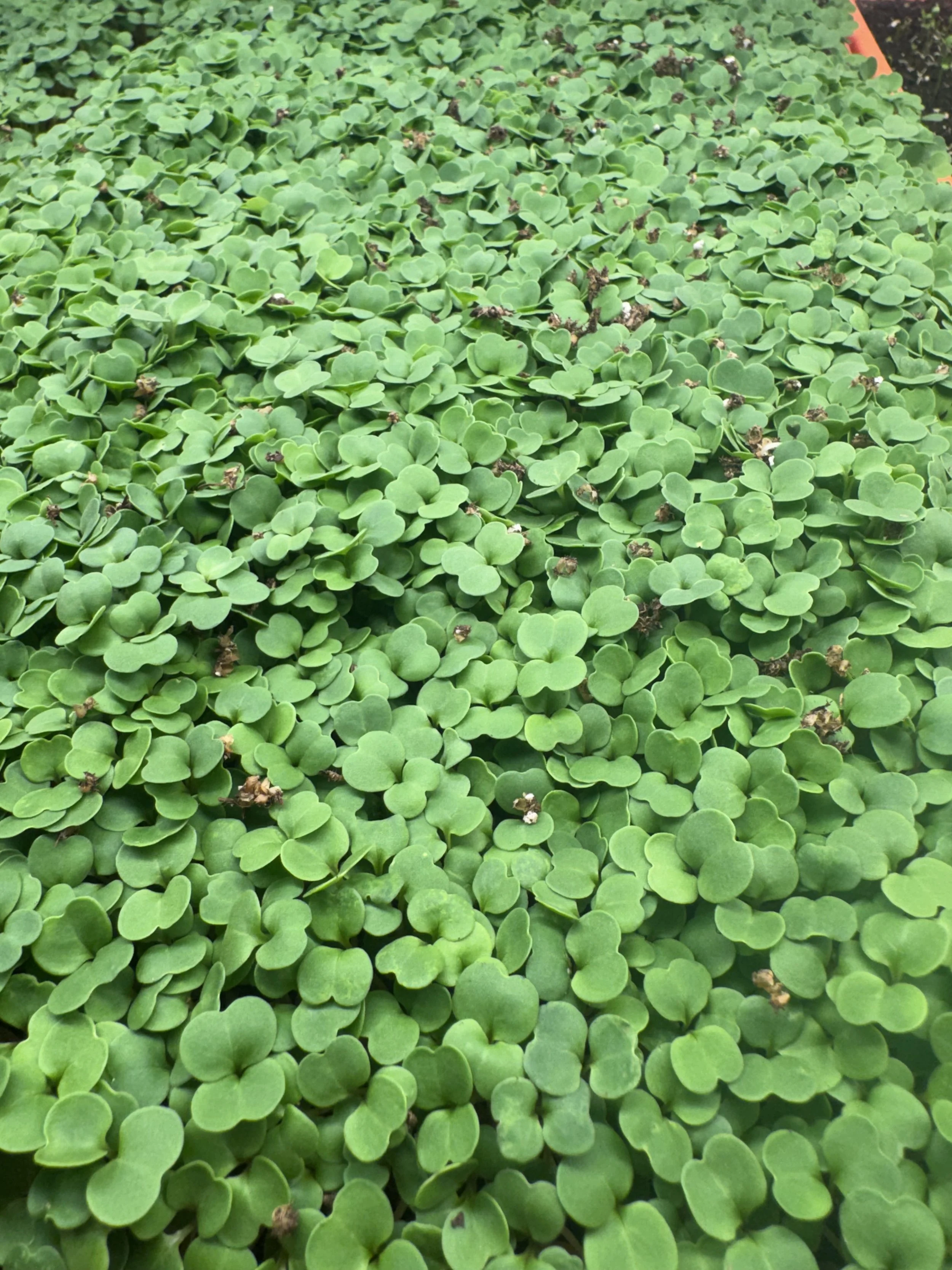 Arugula Micros (1oz)