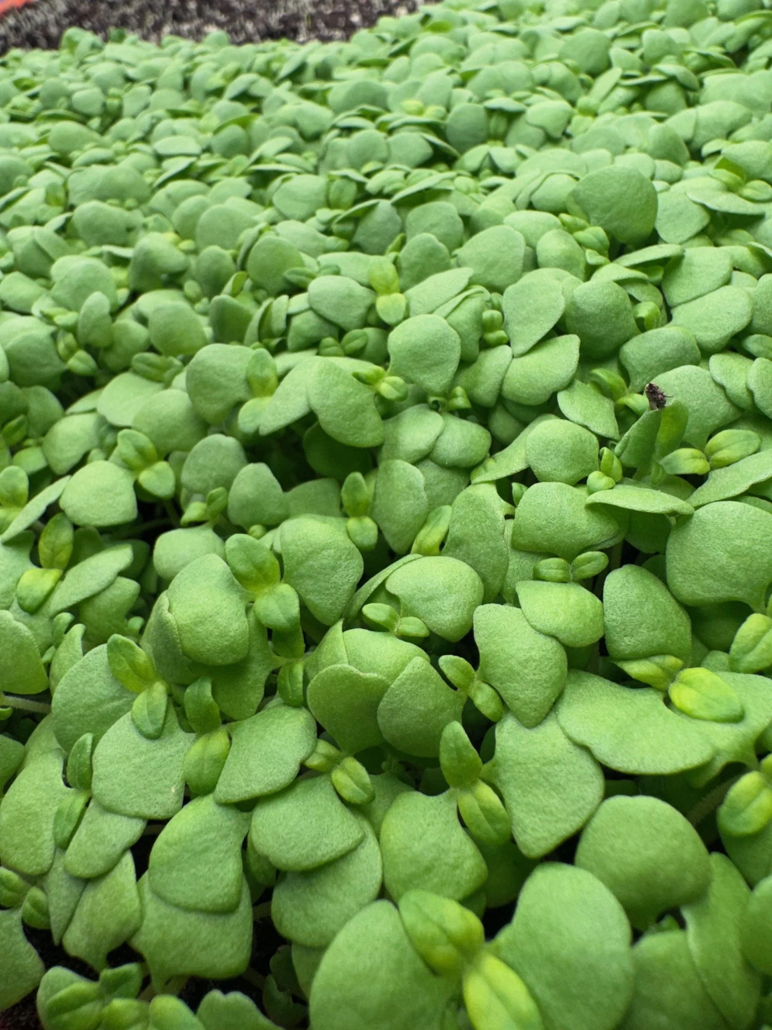 Basil, Genovese (Italian) Micros (1/2oz)