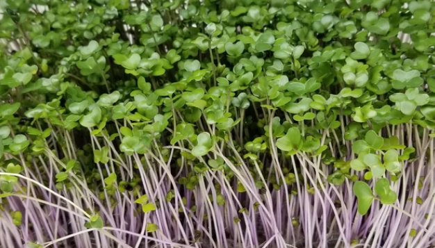 Kohlrabi Microgreens (Purple) (10x10 tray - cut) **Grown to Order**