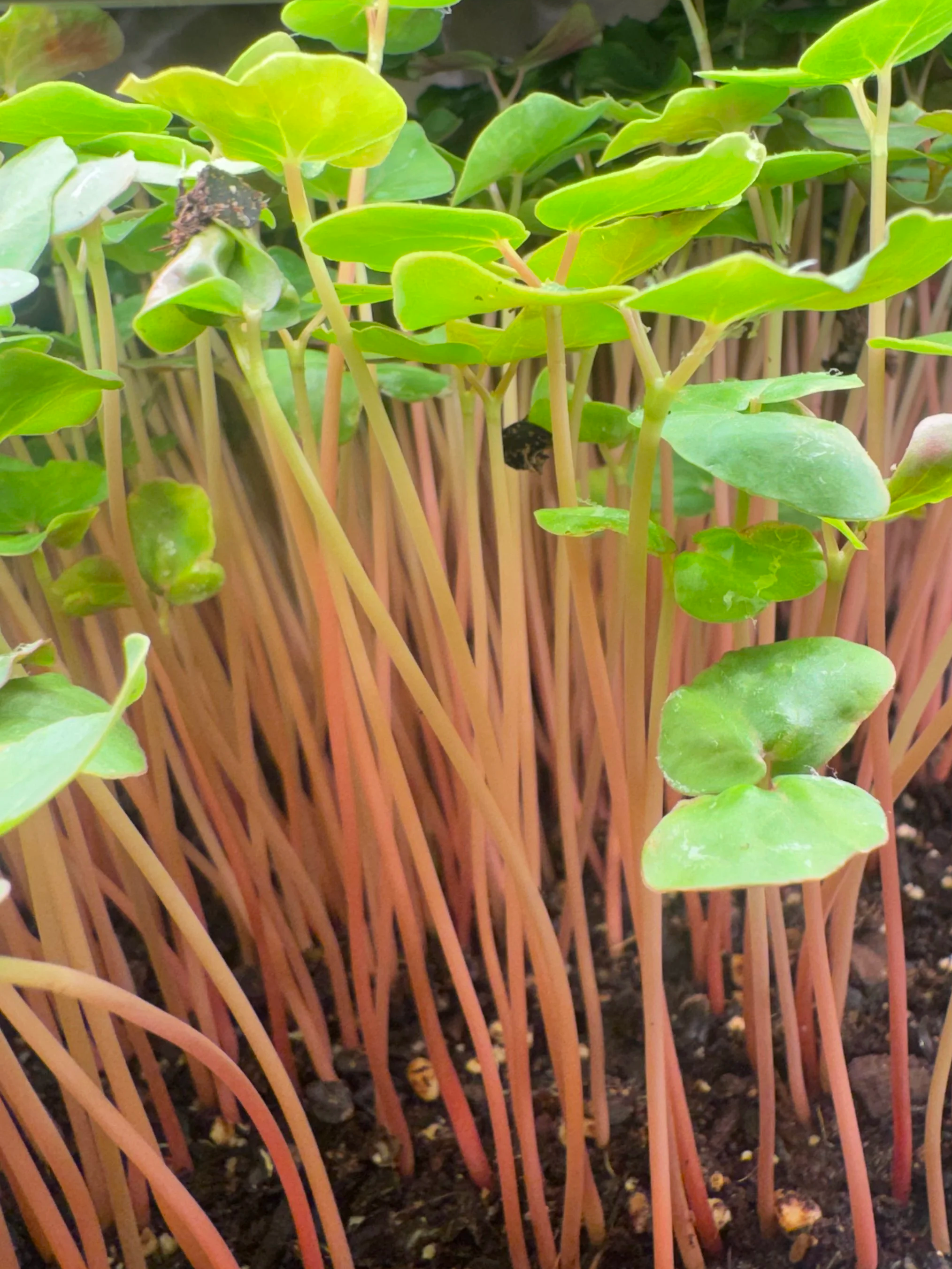 Buckwheat Microgreens (2oz)
