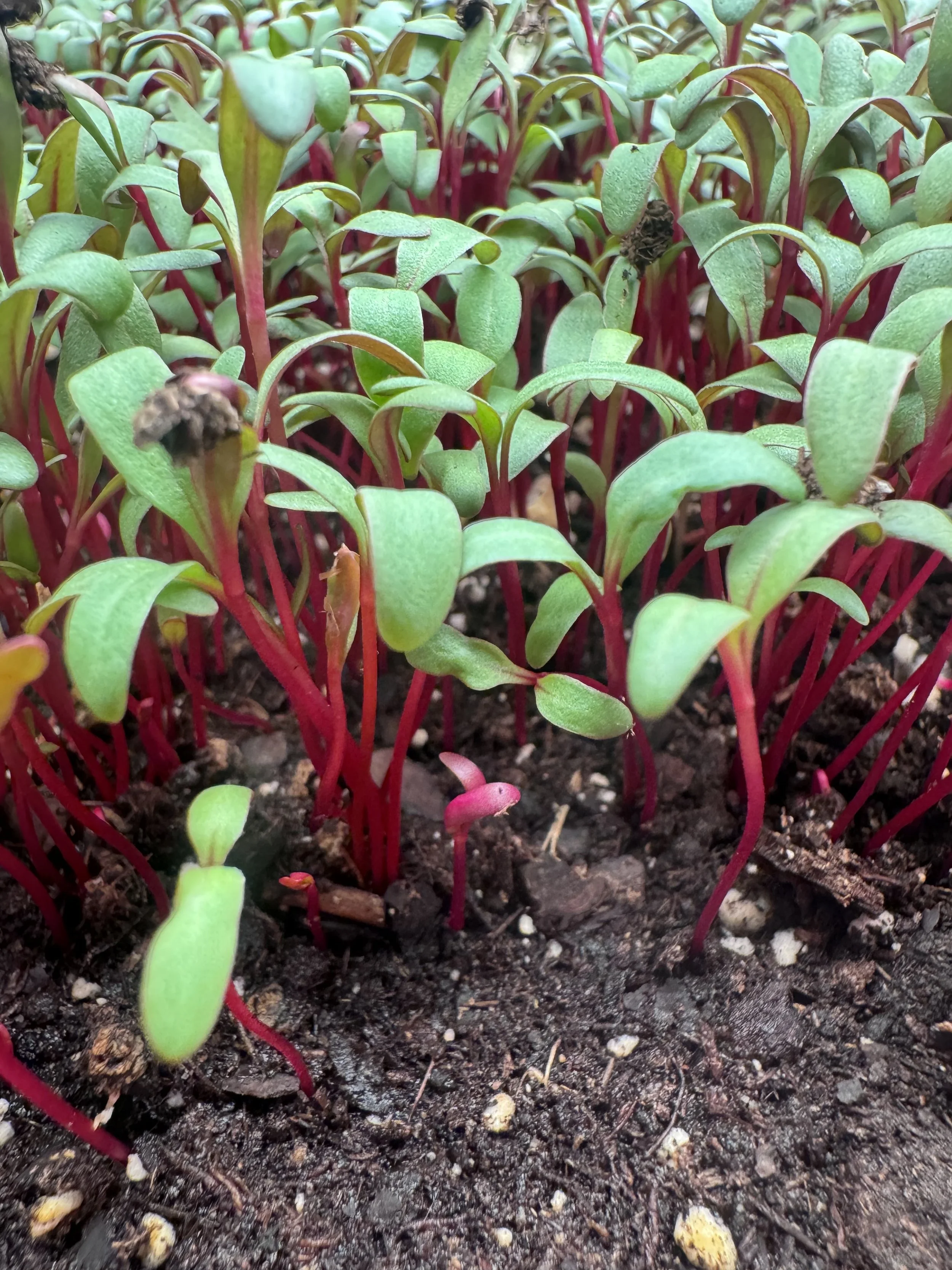 Beet Micros (10x10 tray - cut) **Grown to Order**