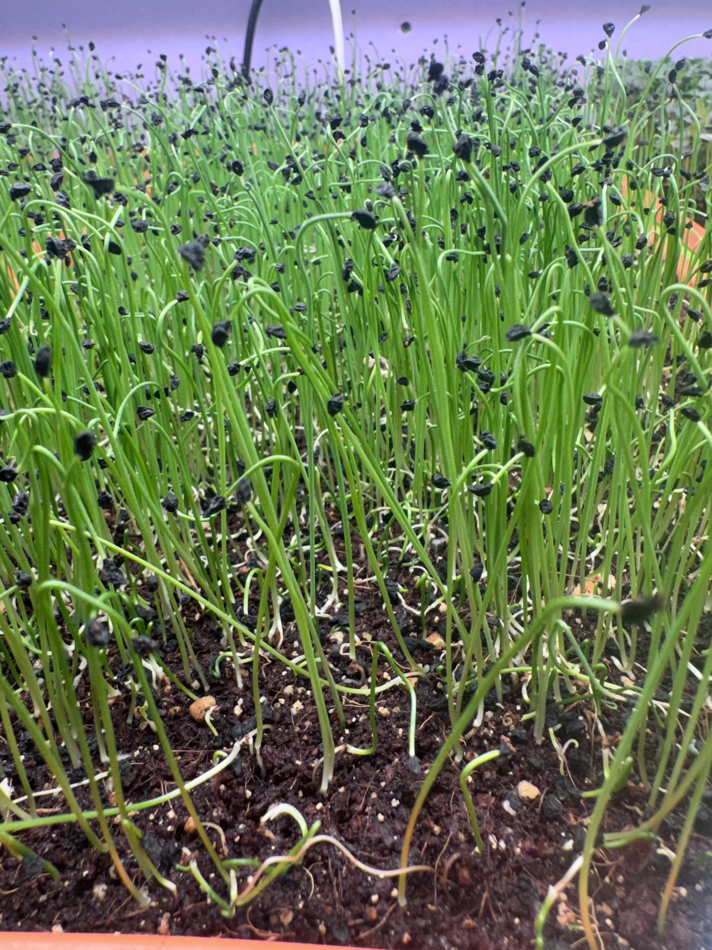 Leek Microgreens (1/2oz)