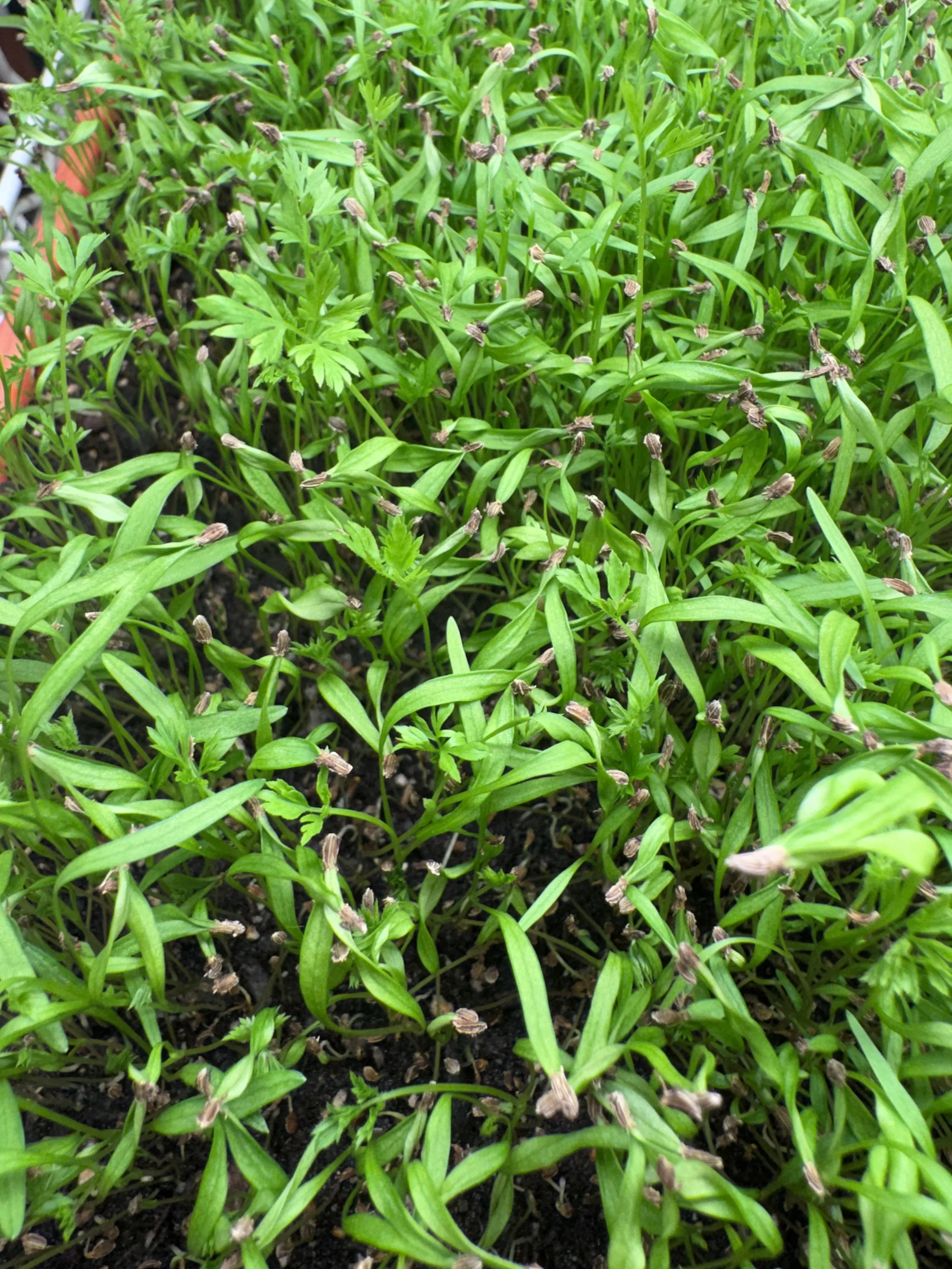 Carrot Microgreens (10x10 tray - cut) **Grown to Order**