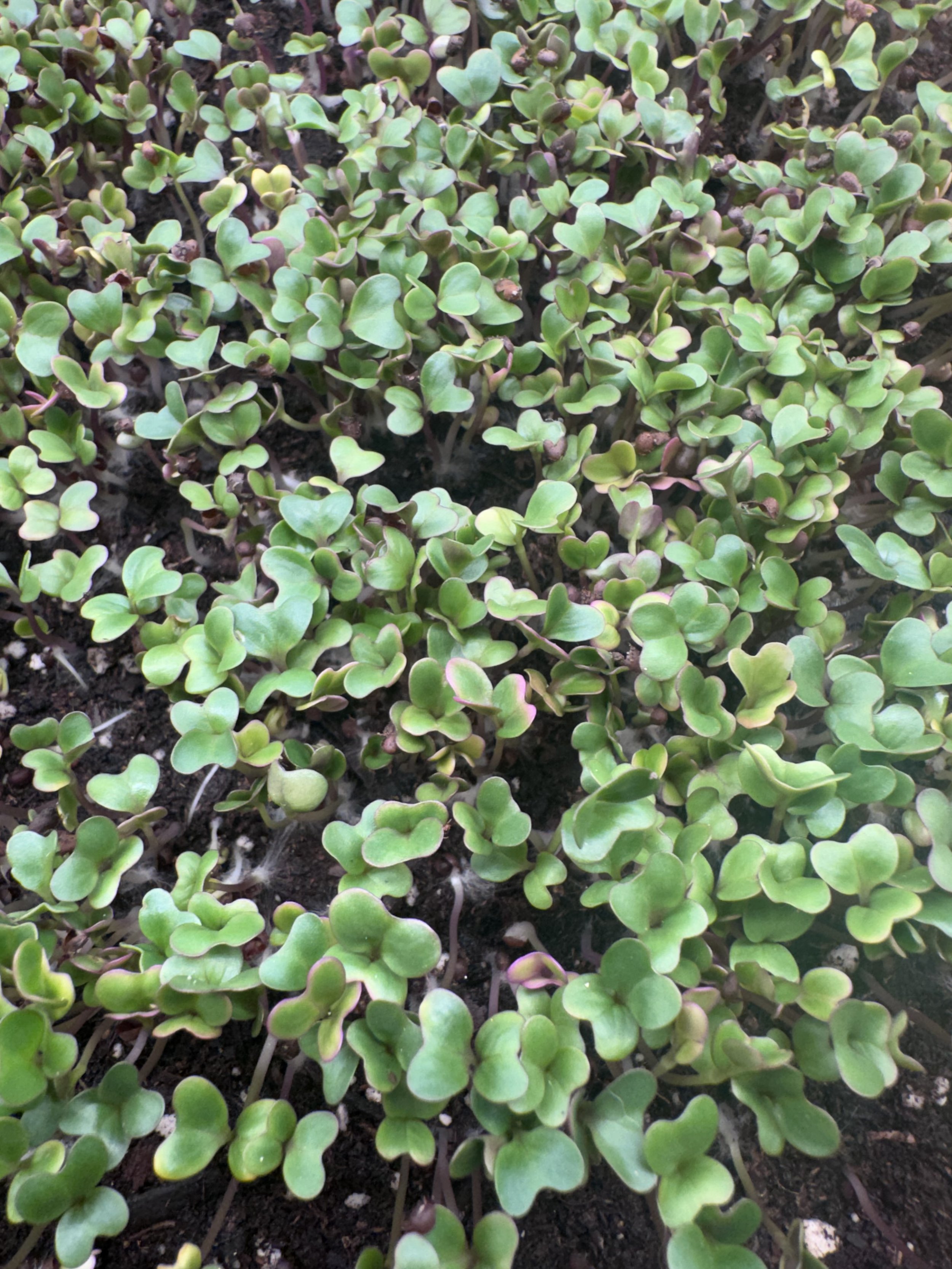 Broccoli Micros (1oz)