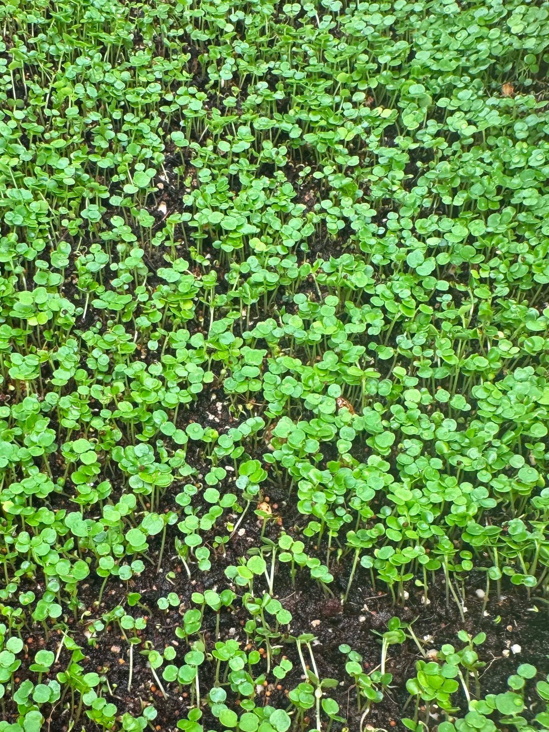 Watercress Micros (1/2oz)