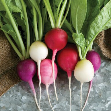 Easter Egg Radishes (limited quantity)