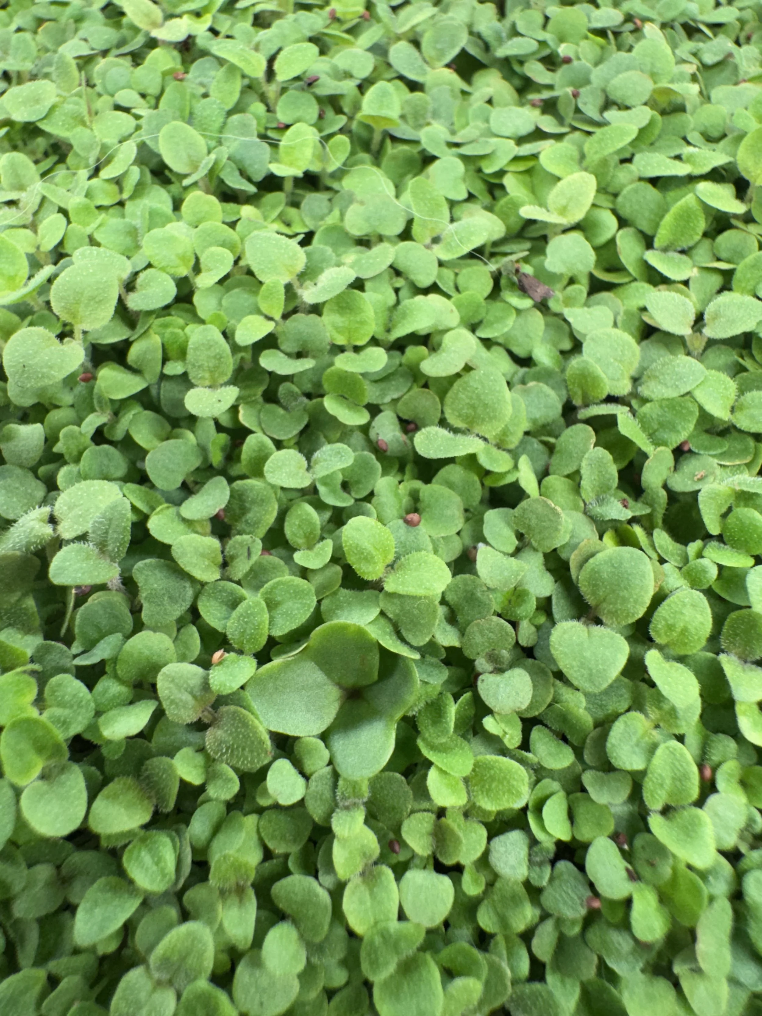 Oregano, Greek (.4oz)