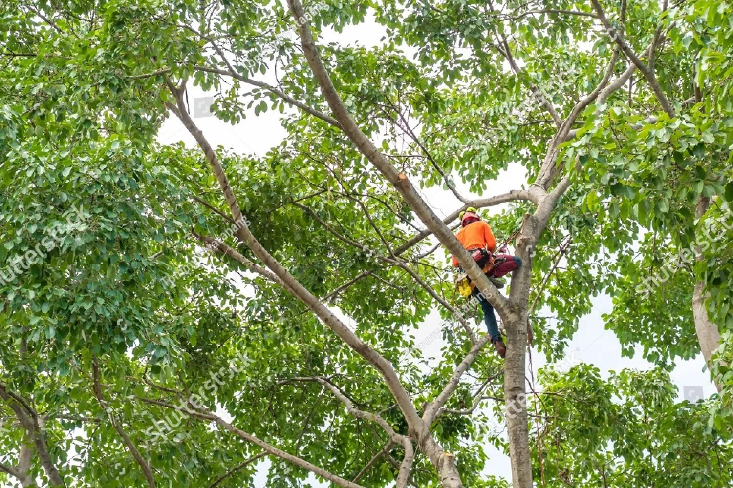 Squirrel Tree Service