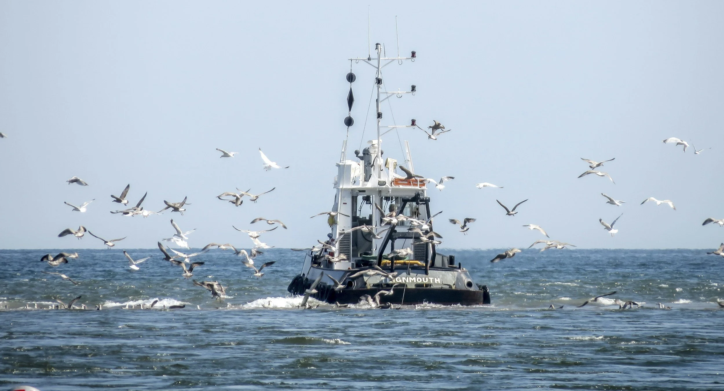 A boat on the water with seagulls flying around it on a clear day.