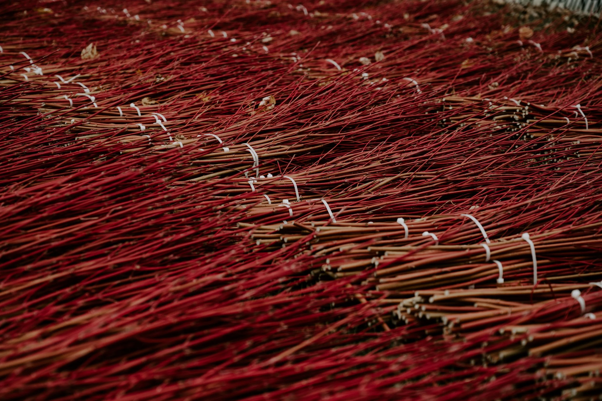 branches (1 of 13).jpg