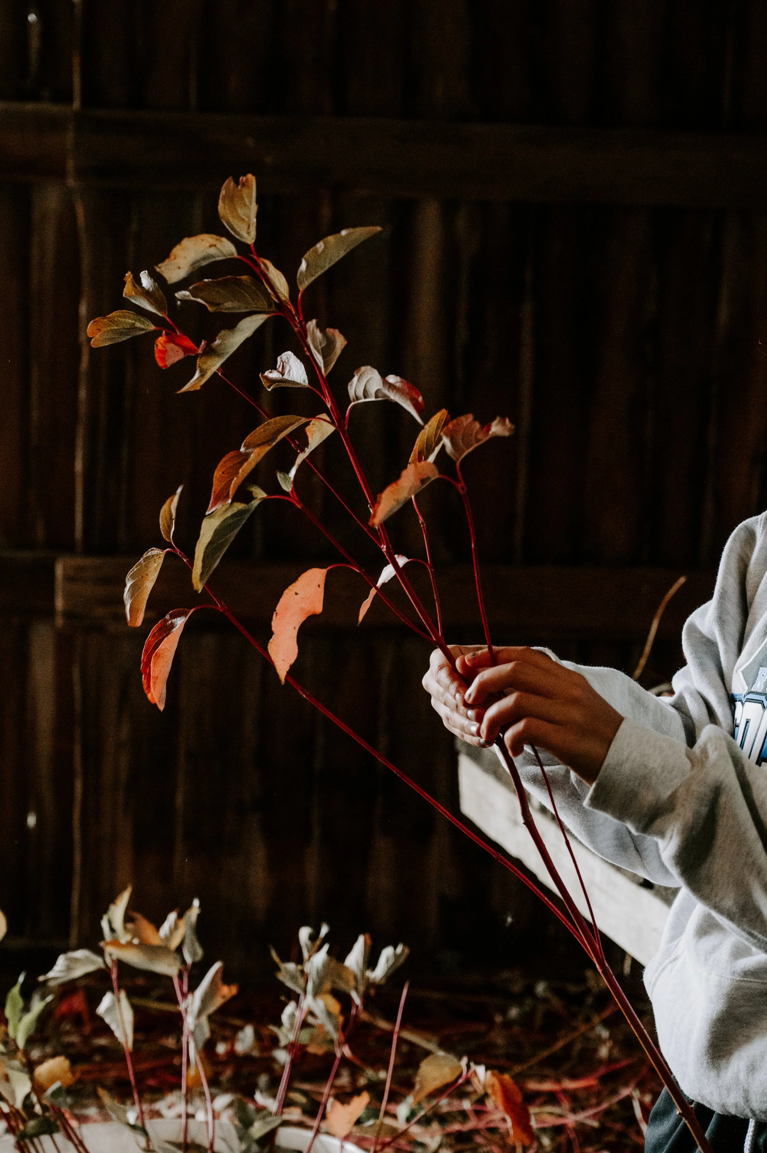 branches (13 of 13).jpg