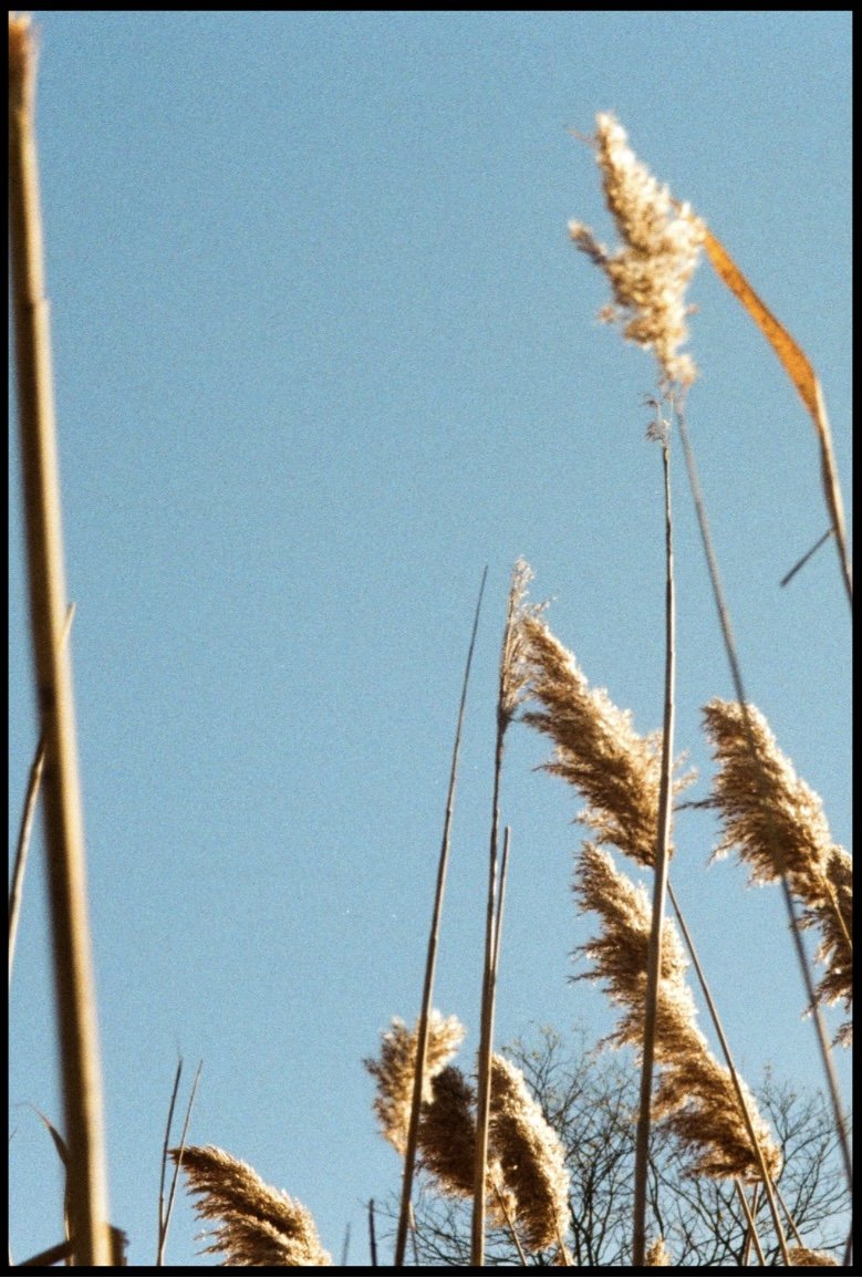 Untitled design-69.jpg