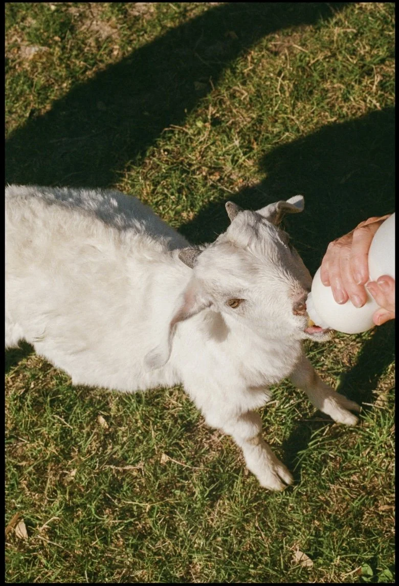 Untitled design-29.jpg