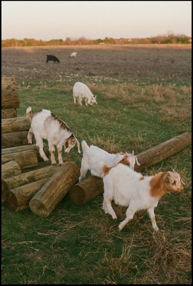 Untitled design-31.jpg