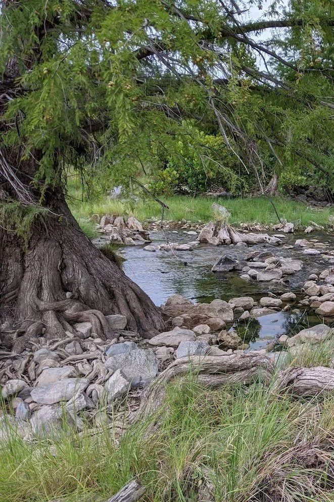 A peaceful creek flowing through a forested area with a large tree and rocks along the shoreline.