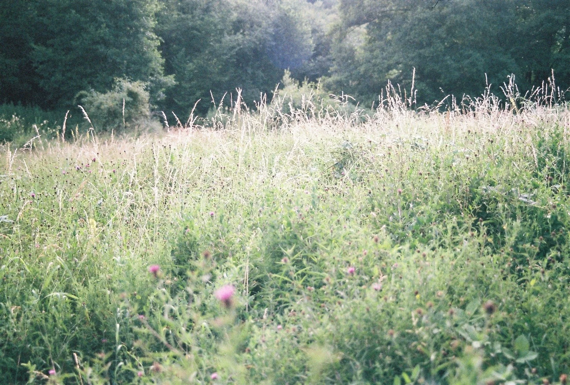 A natural landscape with a grassy meadow filled with wildflowers, tall grasses, and a backdrop of trees under a slightly overcast sky.