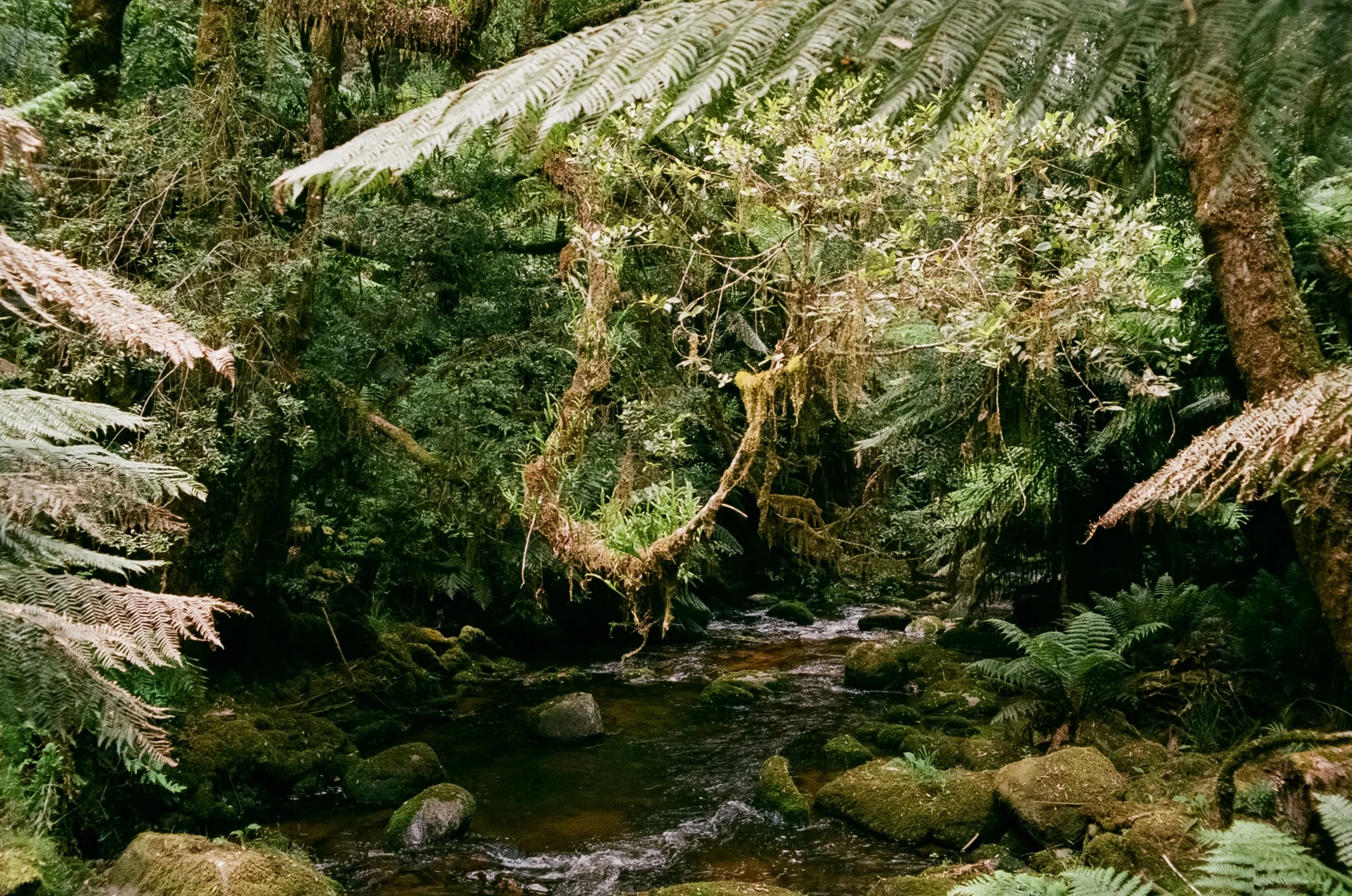 A lush green forest with ferns and moss-covered trees surrounding a small stream.