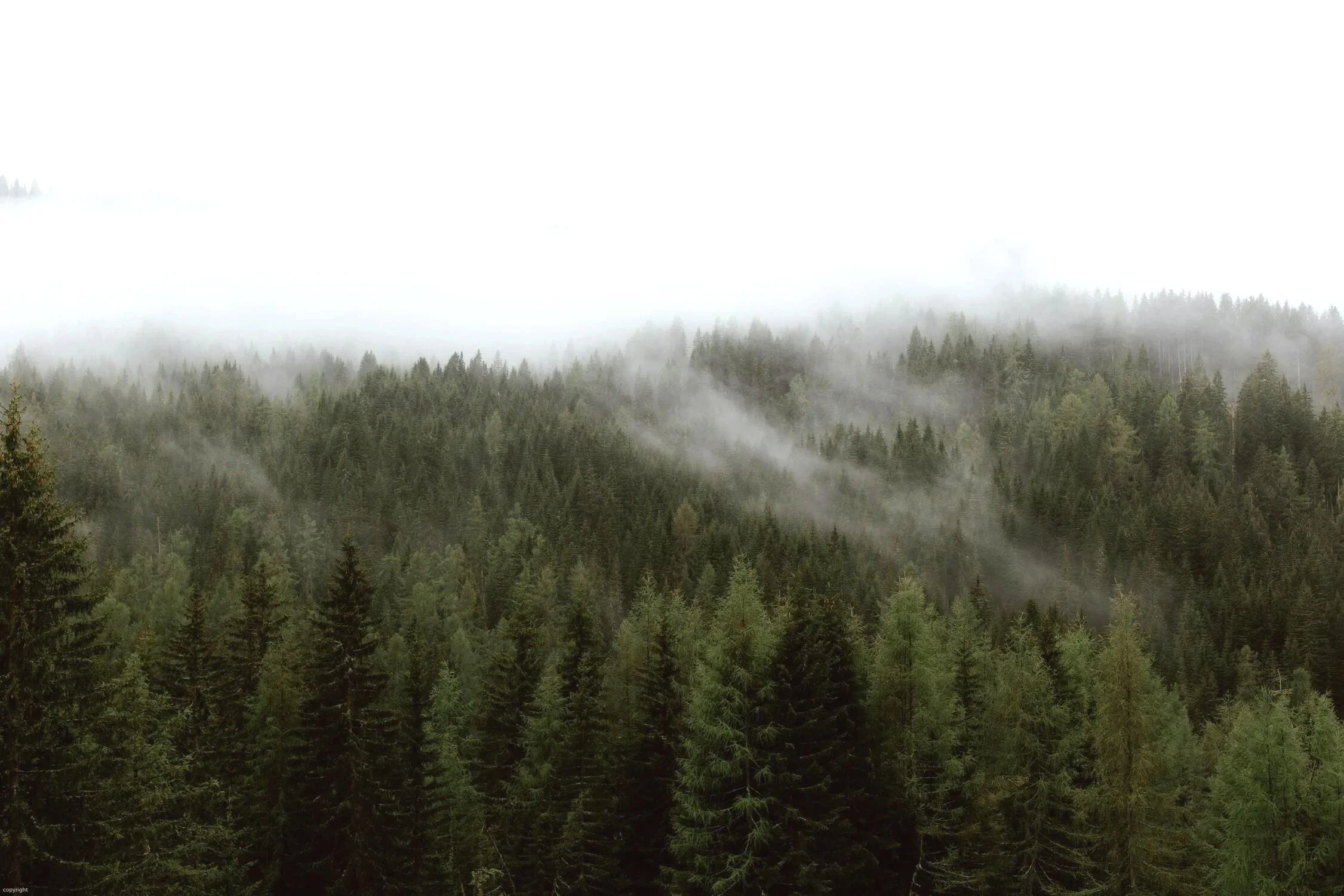 coastal forest in the Lower Mainland near Vancouver where Gennix employees provide managed IT services for law firms with local onsite and remote support