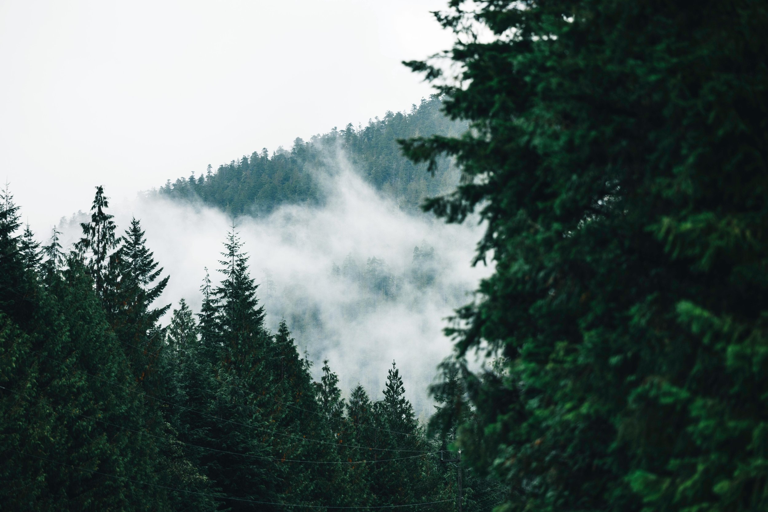 Forest scenery in British Columbia representing local Microsoft 365 Managed Services in Vancouver