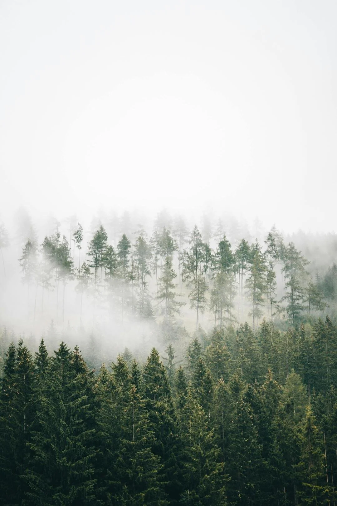 Foggy forest landscape in Vancouver used as a visual background for pages discussing penetration testing services
