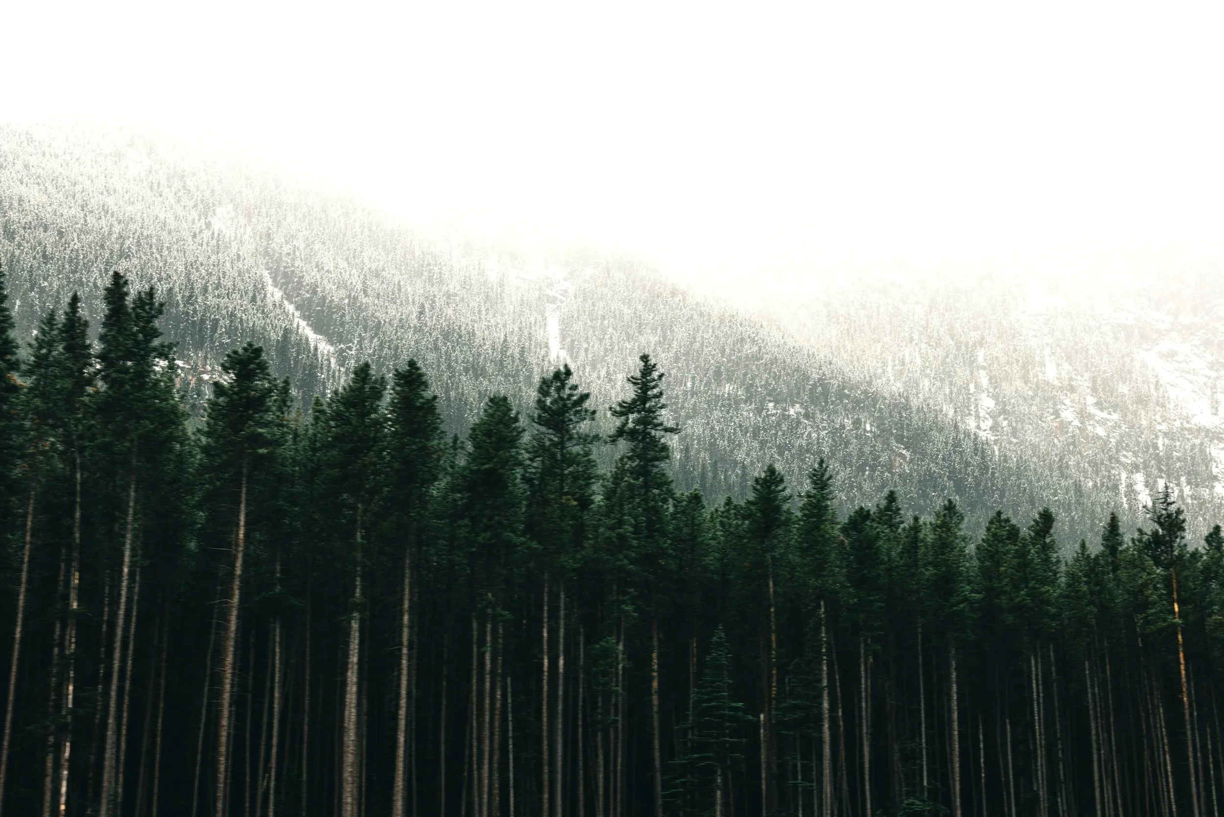 Forest valley in British Columbia near Vancouver where Gennix, a Managed IT Services Vancouver provider, regularly travels to support client locations.