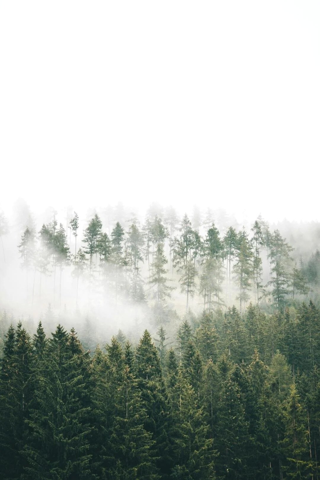 Dense evergreen forest below snowy mountains that Gennix, offering Managed IT Services Vancouver solutions, usually passes by when driving to different client sites.