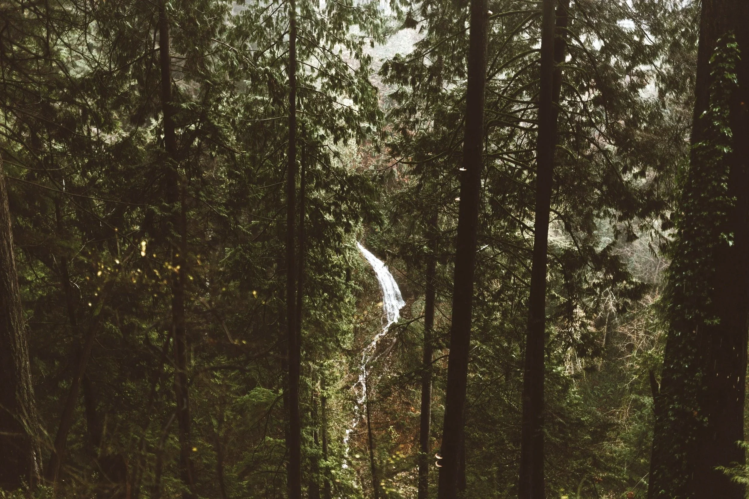 Lower Mainland forest scenery observed by a Gennix employee while traveling to deliver managed IT services for Burnaby businesses