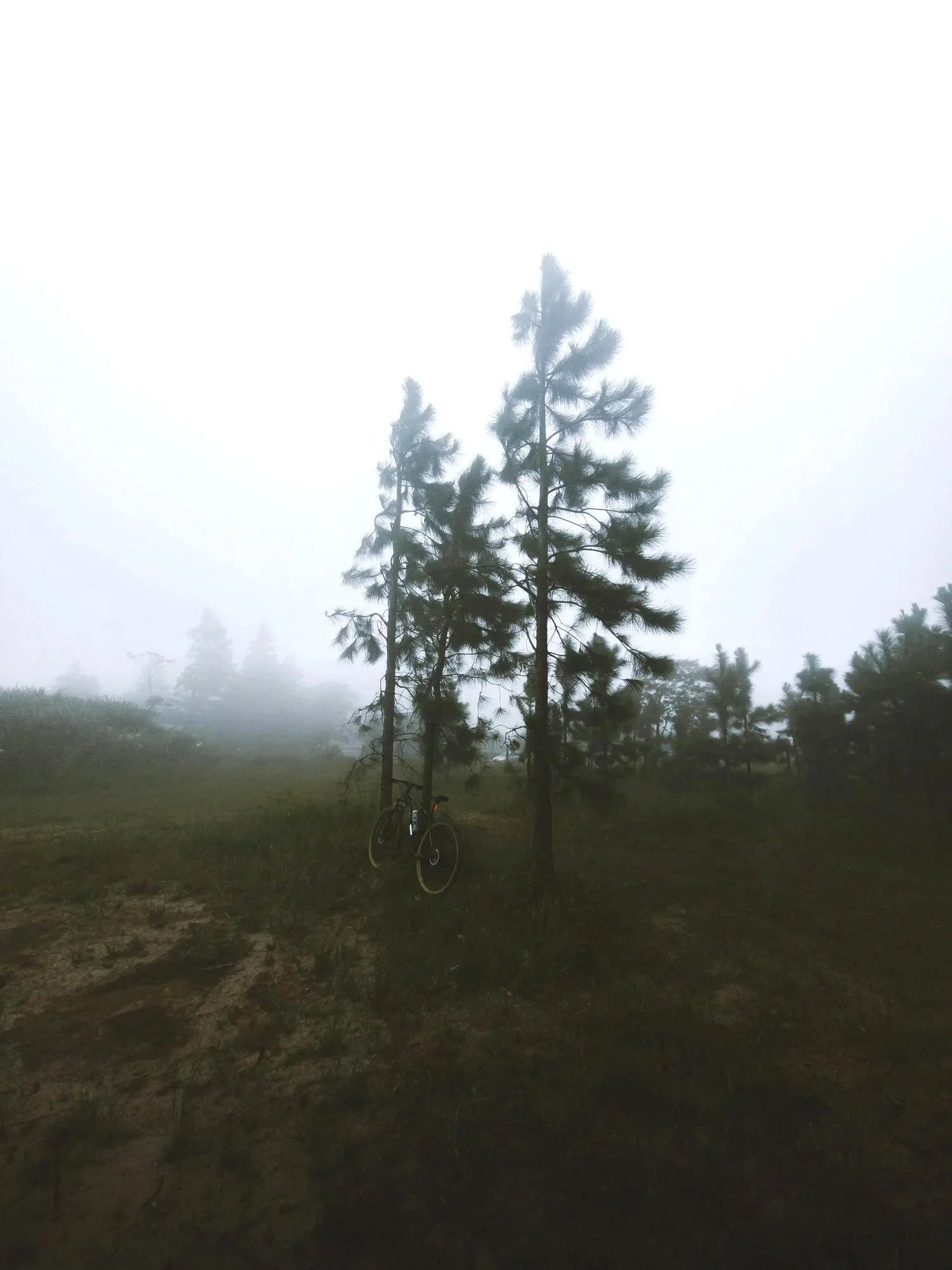 foggy outdoor landscape near Vancouver where Gennix employees support managed IT services for manufacturing operations with local onsite and remote IT support
