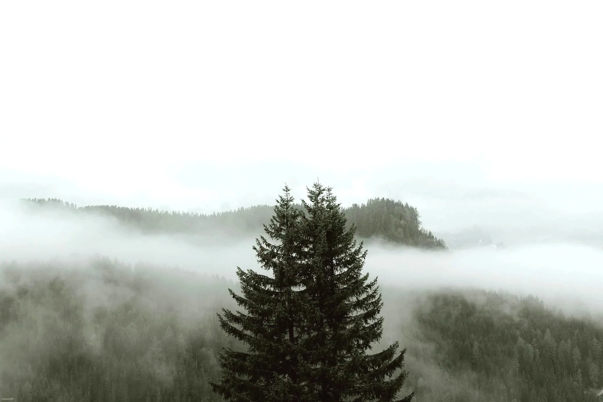 foggy evergreen forest in the Lower Mainland near Vancouver where Gennix employees provide managed IT services for small business clients