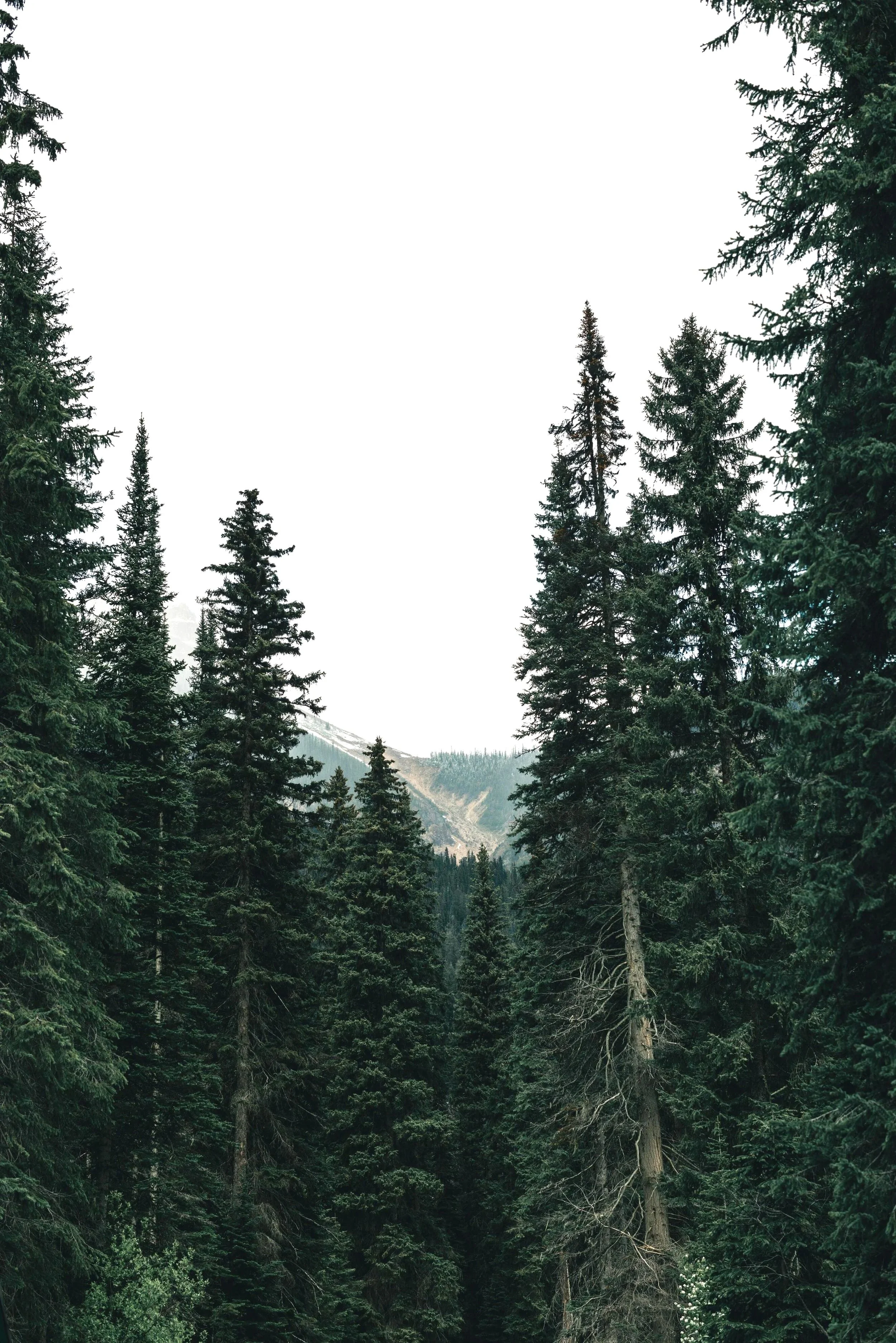 Misty evergreen forest in the Lower Mainland near Vancouver, where Gennix, a Managed IT Services Vancouver provider, usually works with local clients.
