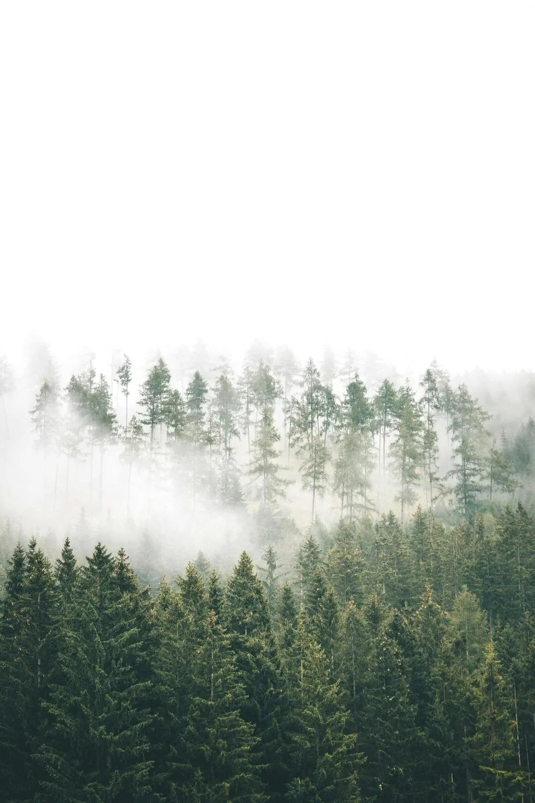 Foggy forest landscape in the Lower Mainland where managed IT services for healthcare are delivered locally