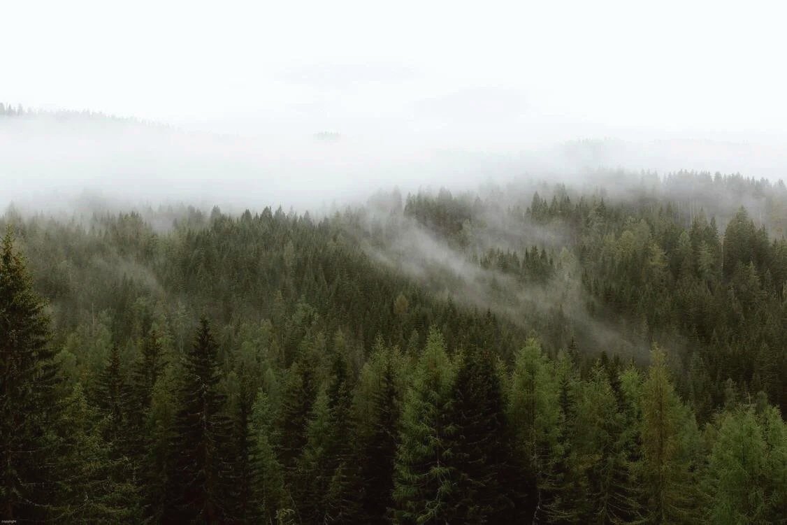 A dense evergreen forest with mist covering a mountain slope, shown on a network security solutions page for Vancouver businesses