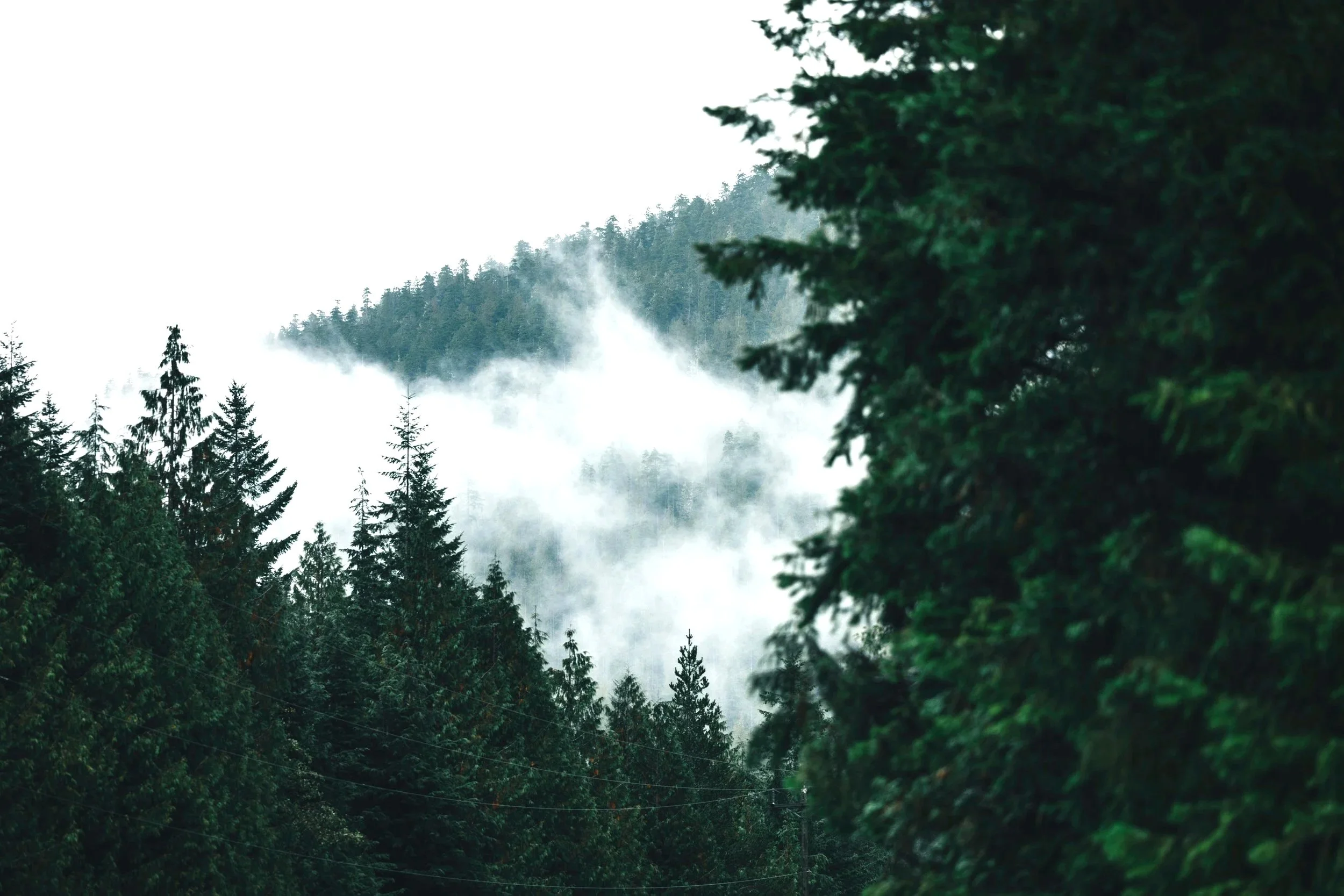 Misty evergreen forest in the Lower Mainland near Vancouver, where Gennix, a Managed IT Services Vancouver provider, usually works with local clients.