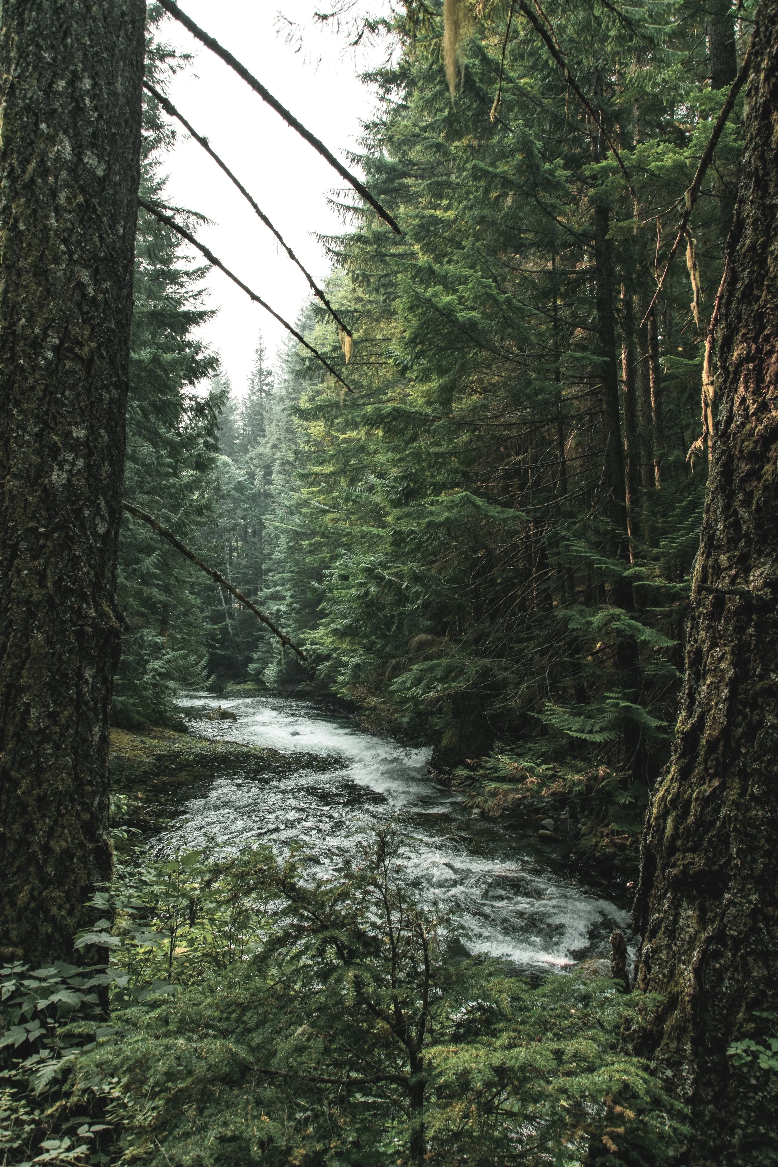 River running through an evergreen forest near Burnaby where Gennix supports organizations with managed IT services