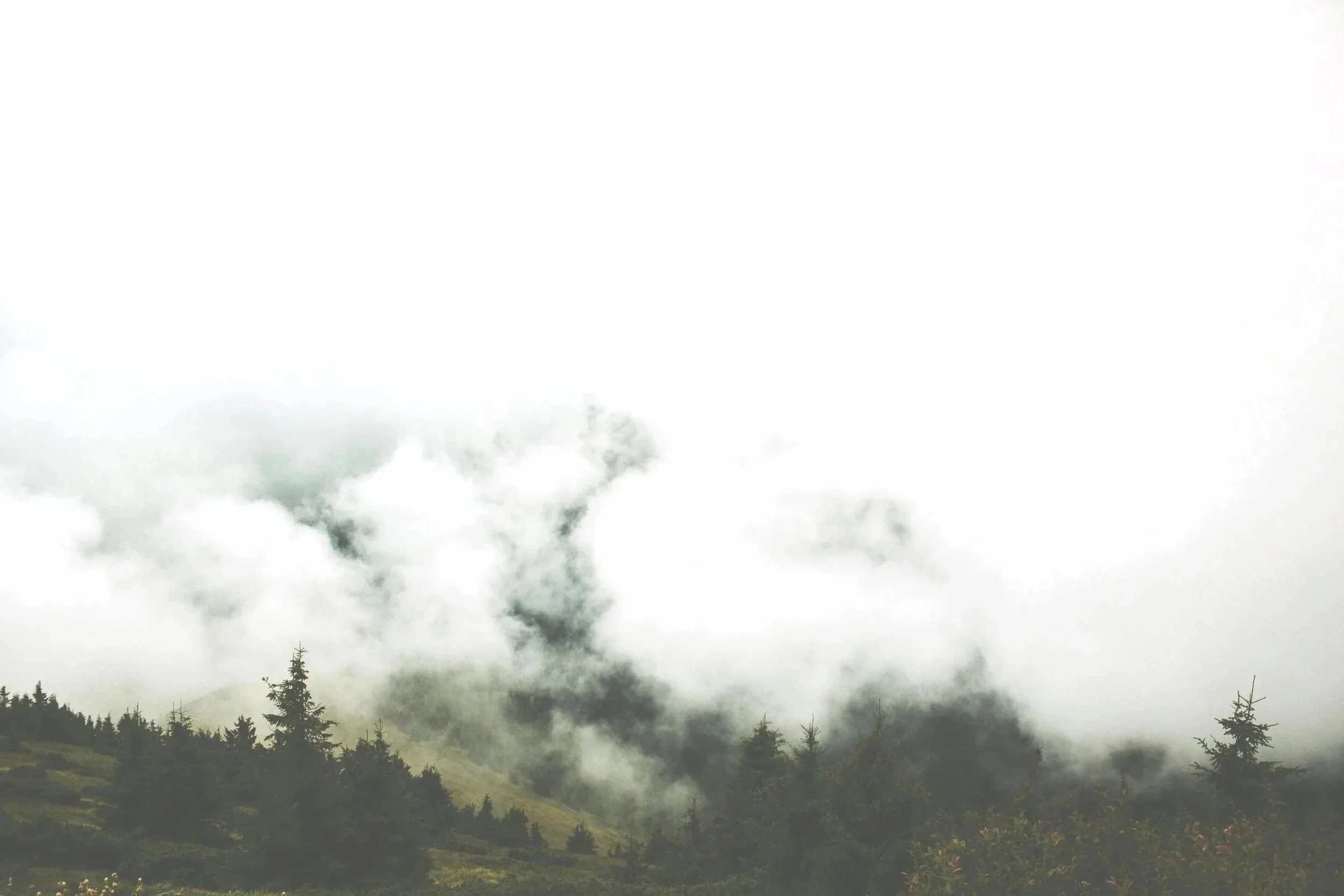 Forest landscape in British Columbia, reflecting the local environment served by managed IT services for healthcare