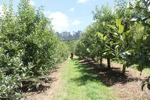 Real people and authentic experiences: Trends in Australian Agritourism