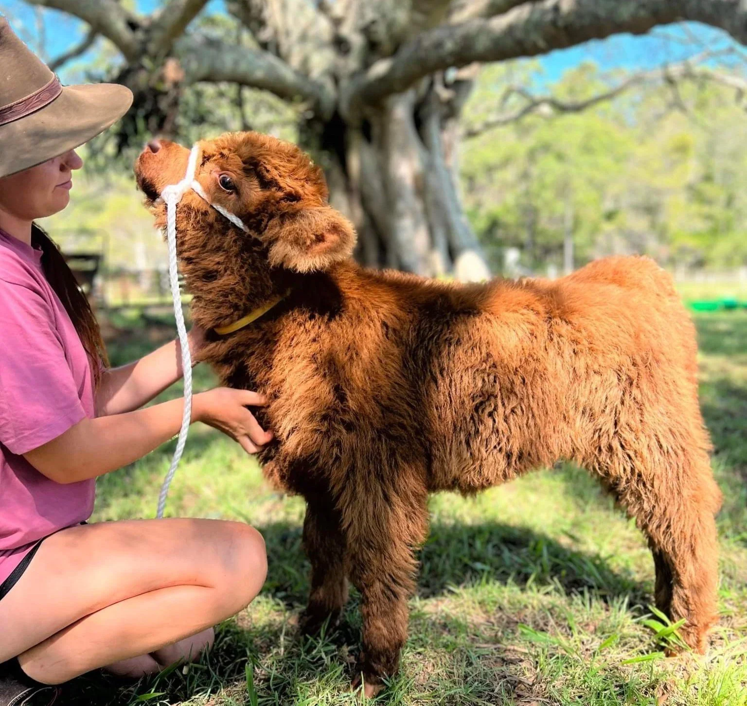 A woman gently holds a young Highland calf on a lead in a grassy paddock beneath a large tree, capturing a peaceful farm and agritourism experience.