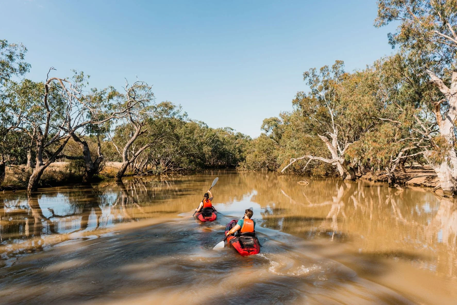 Two people kayaking up a river with gum trees lining the edge.