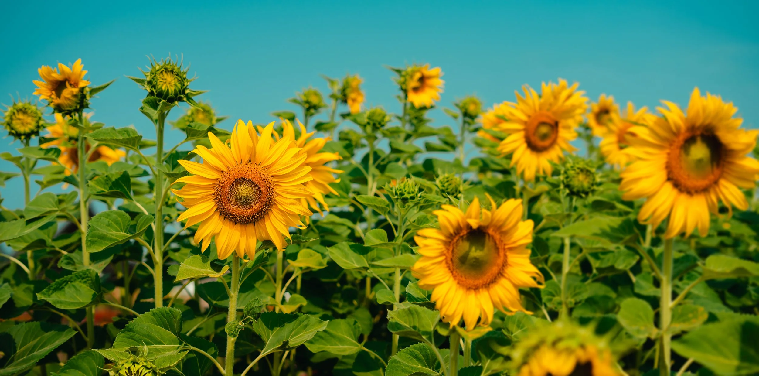Bright yellow sunflowers in full bloom stand tall against green foliage and a clear blue sky, symbolising visibility, optimism and inclusion.