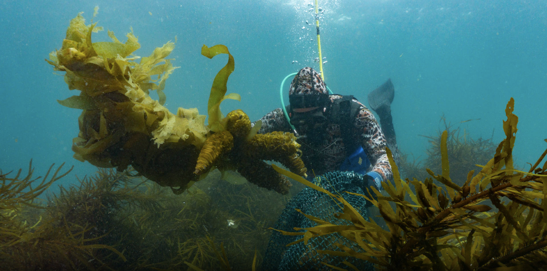 From invasive seaweed to global success: Seven lessons for Australia’s economic developers